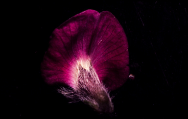 APII jpeg image of Glycine tomentella  © contact APII