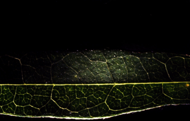 APII jpeg image of Glycine microphylla  © contact APII