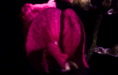 APII jpeg image of Glycine  © contact APII