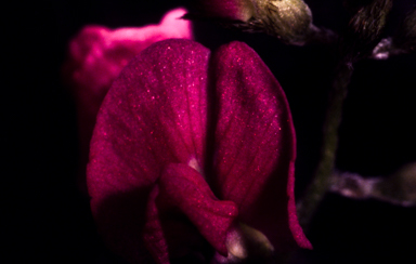 APII jpeg image of Glycine  © contact APII