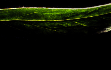 APII jpeg image of Glycine  © contact APII