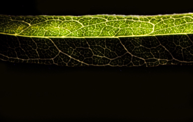 APII jpeg image of Glycine stenophita  © contact APII