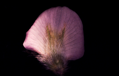 APII jpeg image of Glycine pullenii  © contact APII