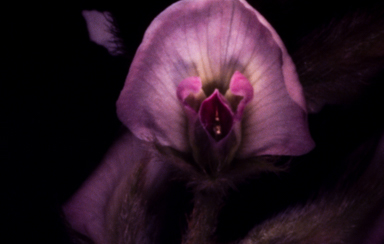 APII jpeg image of Glycine pullenii  © contact APII