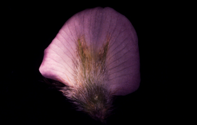 APII jpeg image of Glycine pullenii  © contact APII