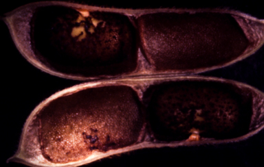 APII jpeg image of Glycine pullenii  © contact APII