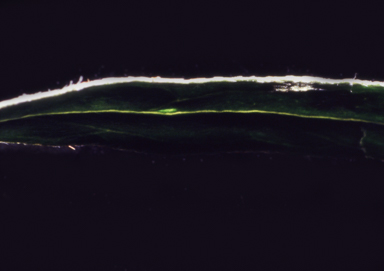 APII jpeg image of Glycine rubiginosa  © contact APII