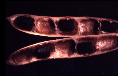 APII jpeg image of Glycine peratosa  © contact APII