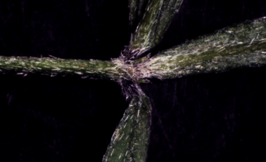 APII jpeg image of Glycine peratosa  © contact APII