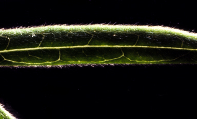 APII jpeg image of Glycine clandestina  © contact APII