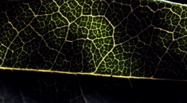 APII jpeg image of Glycine cyrtoloba  © contact APII