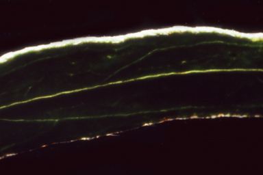 APII jpeg image of Glycine rubiginosa  © contact APII