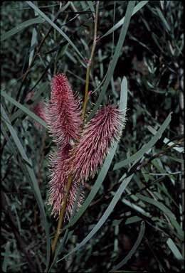 APII jpeg image of Hakea francisiana  © contact APII