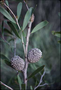 APII jpeg image of Hakea pandanicarpa  © contact APII