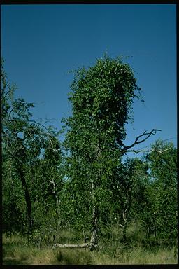 APII jpeg image of Cryptostegia grandiflora  © contact APII