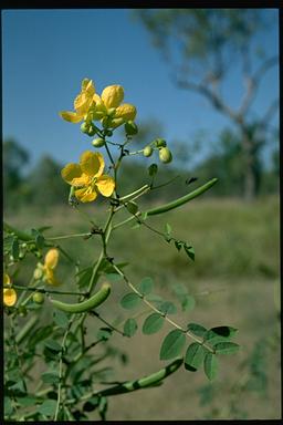 APII jpeg image of Senna planitiicola  © contact APII