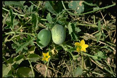 APII jpeg image of Cucumis picrocarpus  © contact APII