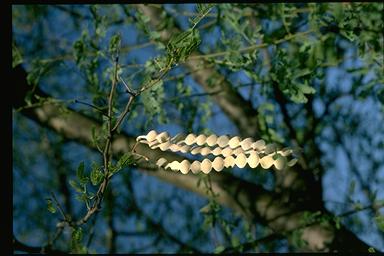 APII jpeg image of Acacia nilotica subsp. indica  © contact APII