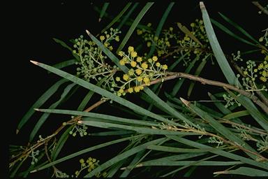 APII jpeg image of Acacia argyrodendron  © contact APII