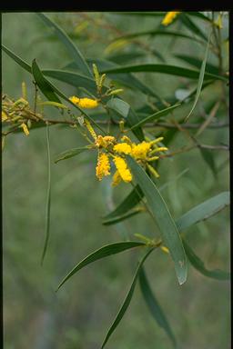 APII jpeg image of Acacia julifera  © contact APII
