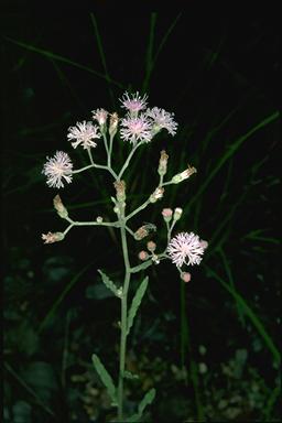 APII jpeg image of Cyanthillium cinereum  © contact APII