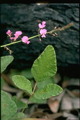 APII jpeg image of Desmodium rhytidophyllum  © contact APII