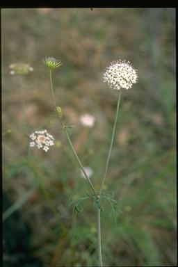 APII jpeg image of Trachymene bivestita  © contact APII