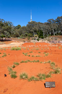 APII jpeg image of Triodia scariosa  © contact APII