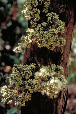 APII jpeg image of Syzygium branderhorstii  © contact APII