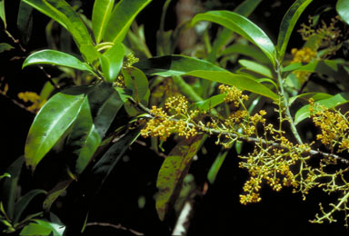 APII jpeg image of Horsfieldia australiana  © contact APII