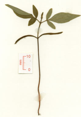 APII jpeg image of Pleiogynium timorense  © contact APII