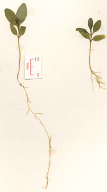 APII jpeg image of Alstonia actinophylla  © contact APII