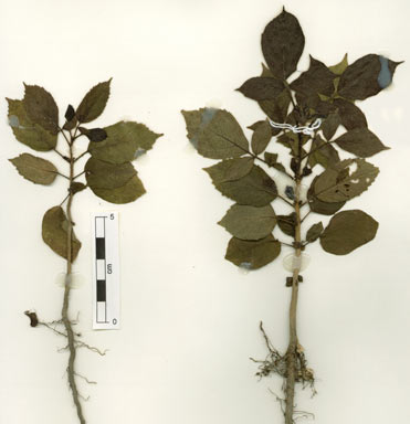 APII jpeg image of Spathodea campanulata  © contact APII