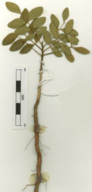 APII jpeg image of Erythrophleum chlorostachys  © contact APII