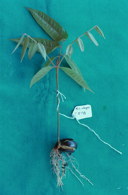 APII jpeg image of Diploglottis pedleyi  © contact APII