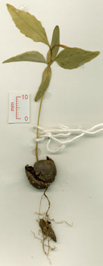 APII jpeg image of Elaeocarpus culminicola  © contact APII