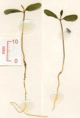 APII jpeg image of Breynia stipitata  © contact APII