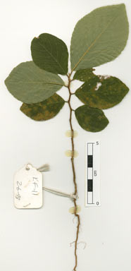 APII jpeg image of Bridelia tomentosa  © contact APII