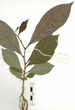 APII jpeg image of Glochidion sessiliflorum var. pedicellatum  © contact APII