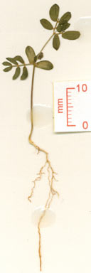 APII jpeg image of Acacia cincinnata  © contact APII