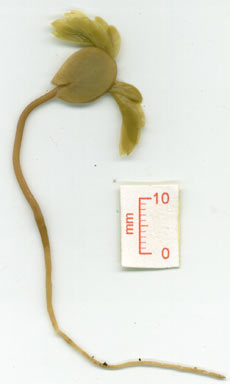 APII jpeg image of Albizia lebbeck  © contact APII