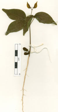 APII jpeg image of Archidendron hendersonii  © contact APII