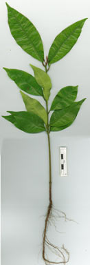 APII jpeg image of Lindsayomyrtus racemoides  © contact APII