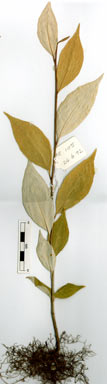 APII jpeg image of Elaeagnus triflora  © contact APII