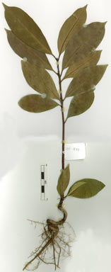 APII jpeg image of Corynocarpus cribbianus  © contact APII