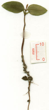 APII jpeg image of Gossia bidwillii  © contact APII