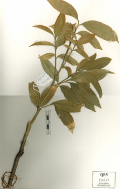 APII jpeg image of Dysoxylum oppositifolium  © contact APII