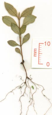 APII jpeg image of Rhodomyrtus effusa  © contact APII