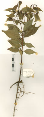 APII jpeg image of Syzygium dansiei  © contact APII