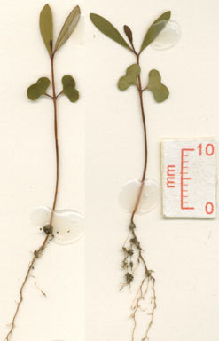 APII jpeg image of Tristaniopsis exiliflora  © contact APII